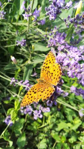 Lavander Garden Camping