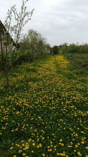 Lavander Garden Camping
