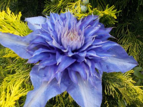 Room In A Flat
