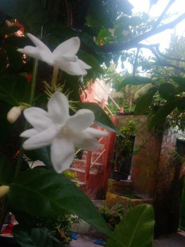 Pondok Diana Arta