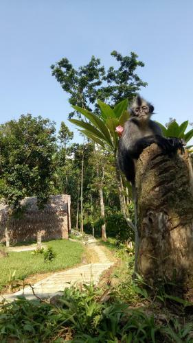 Lodge Orangutan Bungalow