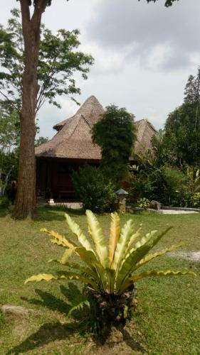 Lodge Orangutan Bungalow