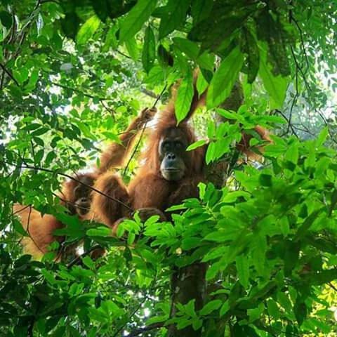 Lodge Orangutan Bungalow