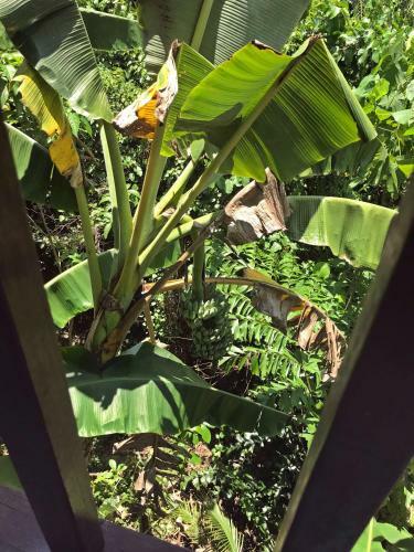 Tropical Hillside Villa