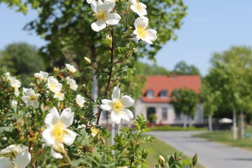 Apartamentos Gutshof Marienthal