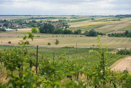 Hostal Weingut Martinshof