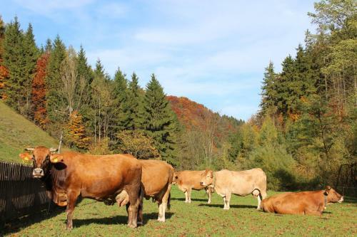 Apartamento Urlaub Mitten Im Wald - Lueg