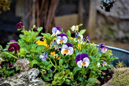 H�blinghof