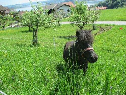 Agroturismo Stiedlbauerhof