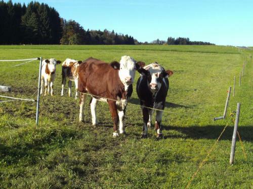 Agroturismo Stroblbauernhof