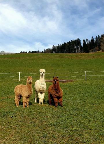 Agroturismo Ferienhaus Brittenberg