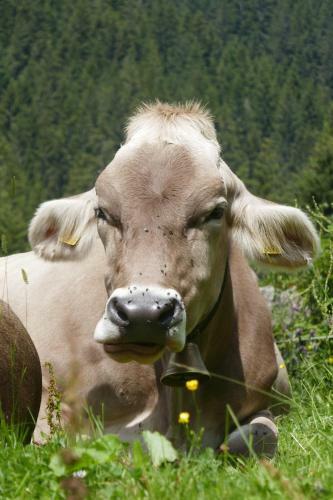 Apartamento Hof Im Feld