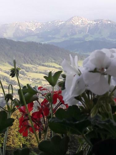 Apartamento Haus Homann