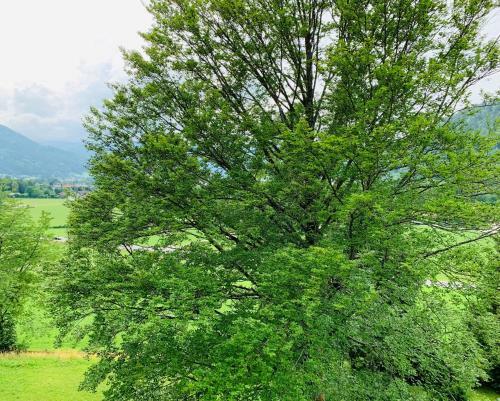 Apartamento Buchenblick