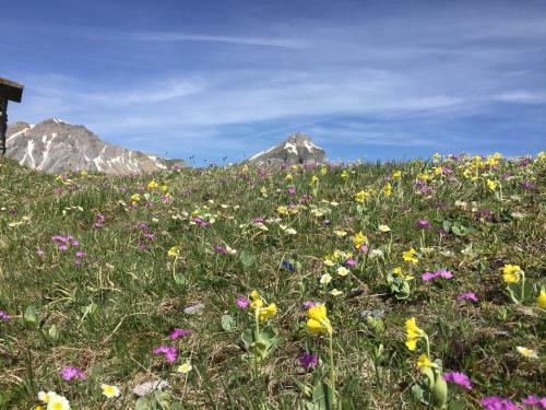 Apartamento Haus Alpenrose
