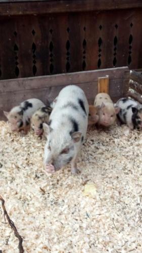 Apartamento Appartement Mary