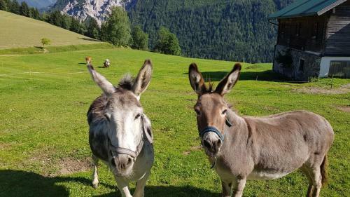 Apartamento Ferienhaus Mandlberg