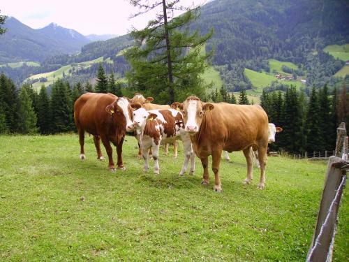 Bed & Breakfast Mittergruberhof