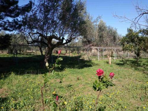 Apartamento Manousi 1- Ground Floor