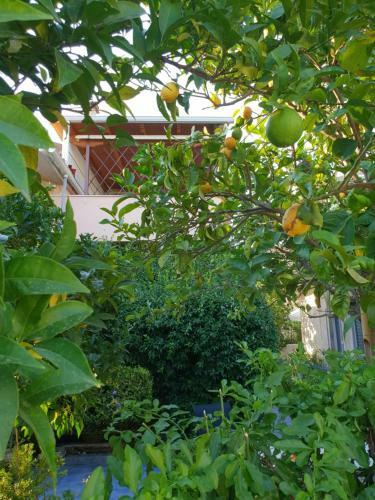 The Jasmine House