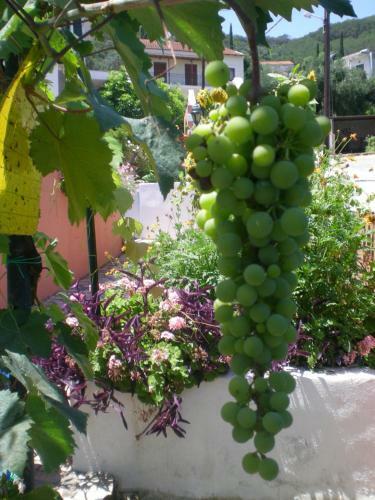 Filoxenia Apartments Corfu
