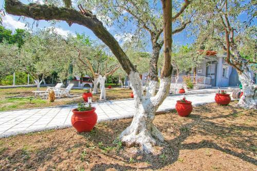 The House Of Olive Trees