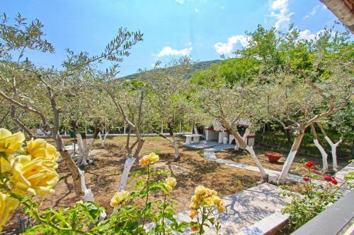 The House Of Olive Trees