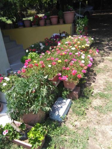 Martha's Villa