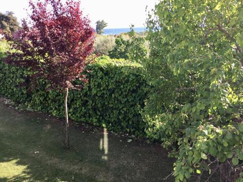 Sea View Villa In Olive Garden