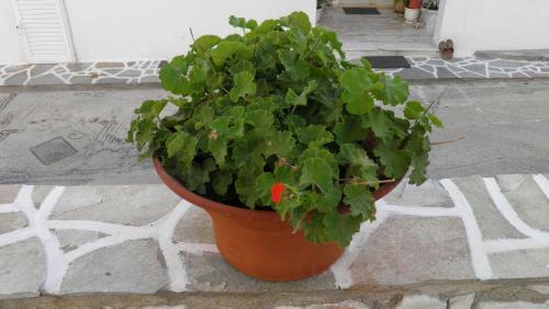 Apartamento Studios Maria In Naoussa Paros