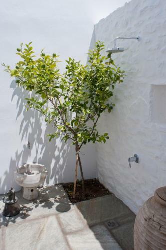The Cypress House Naoussa