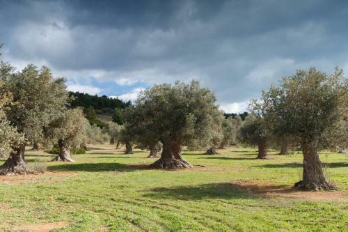 Kouvelia Country Home Luxury Villa Rental