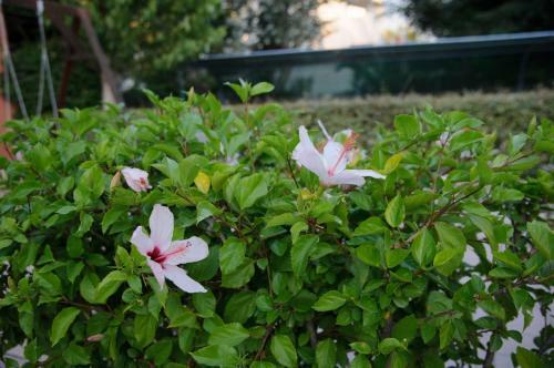 Apartamento Aithrio Hotel