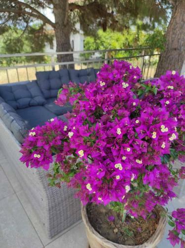 Apartamento Villa Sara