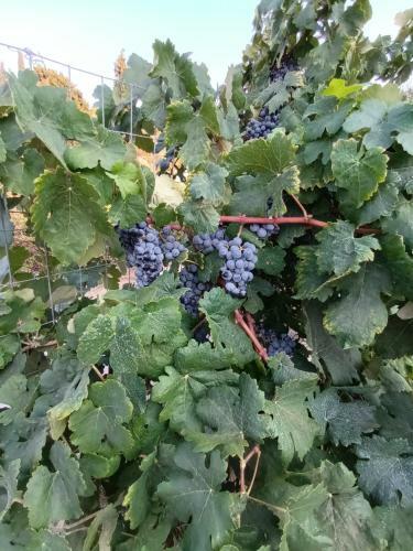 ????? ?? ????? - Winelandithaca
