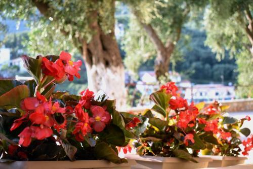 Apartamento Gallery Suites Parga