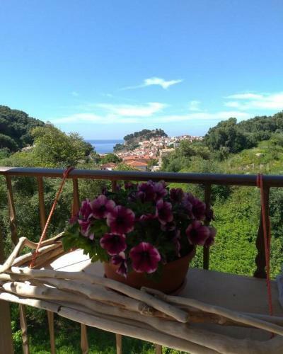Apartamento Olivista