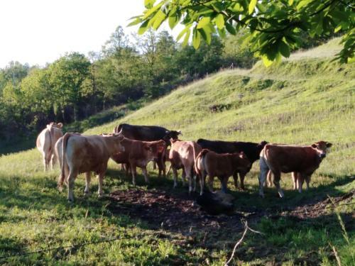 Agroturismo Agriturismo "il Boschetto" Con Piscina, Pace E Natura