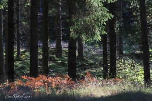 K�ll�sens Stuguthyrning