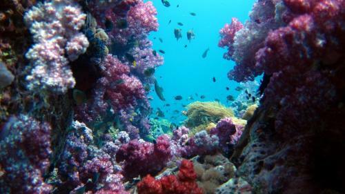 Hotel Forra Dive Resort Sunrise
