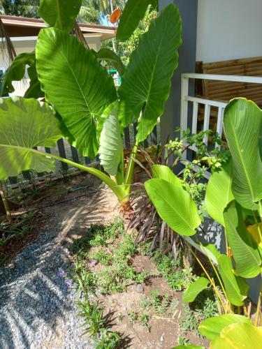 Agroturismo Sweet Home Phangan.