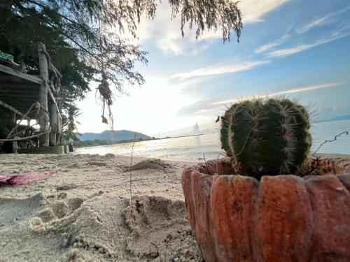 Phangan Dream Box