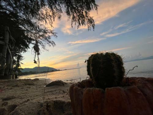 Phangan Dream Box
