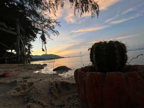 Phangan Dream Box