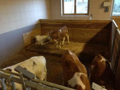 Agroturismo Mooslechnerhof