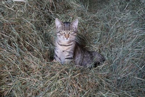 Apartamento Appartement Winteraugut