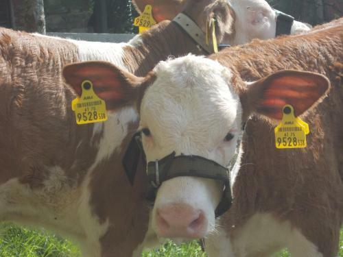 Agroturismo Bauernhof Moadl