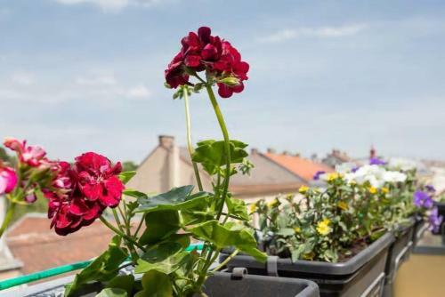 Apartment Visit Vienna Roof Terrace Morning Sun