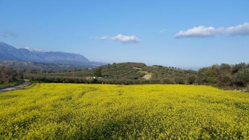 Hostal Olympias Studio