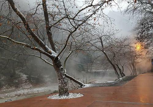 "the Plane Trees"